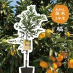 タチバナ（橘）【特等２年生苗木】苗木 みかんの木 接木苗 みかん 5号ポリポ…