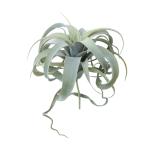 人工観葉植物キセログラフィカピック...