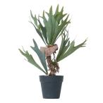 人工観葉植物ビカクシダポット529...