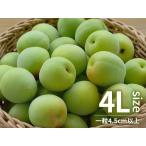  юг высота слива синий слива 4L размер 2kg Wakayama префектура производство сливовое вино для слива сок для 