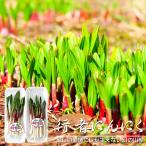  line человек чеснок 50g×2 упаковка ( Hokkaido производство ) house культивирование (hi летящий rokito pillow hito Bill ezo лук-батун )[ почтовая доставка соответствует ]