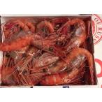  Hokkaido производство сырой северная креветка ( юг ...)1kg передний и задний (до и после) (1 хвост 11g передний и задний (до и после) )(B) север . прямые продажи *..* море .