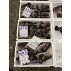 北海道産真ゾイ(キツネメザルゾイ)1尾(1kg前後)〔B〕北港直販〔代引き不可〕ソイ・そい