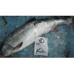 〔生筋子はいってます〕北海道産生鮭3ｋｇ前後（メス）〔Ｂ〕北港直販☆しゃけ・シャケ〔代引き不可〕