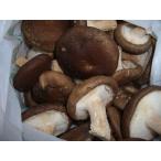 ( сильно сниженная цена есть перевод ) Hokkaido производство ....(..)500g* север . прямые продажи * шиитаке *.. .* грибы ( включение в покупку не возможно )
