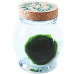 天然まりも（外国産） １個入り 水草 マリモ育て方の説明書付き アクアリウム インテリア 毬藻  人気 コルク ガラス瓶 グリーン 緑