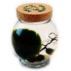 天然マリモ（外国産）のビックサイズ１個 と 養殖マリモ３個入り コルク瓶 アクアリウム 水草 インテリア ガラス瓶 ギフト 贈り物 癒し 北海道 雑貨