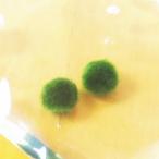 養殖マリモ Sサイズ 2個 水草 まりも 毬藻