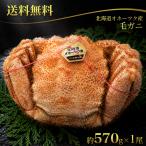 [ бесплатная доставка ] Hokkaido o сигнал tsuk производство шерсть .. примерно 570g×1 хвост Hokkaido самец . ваш заказ четырёхугольный волосатый краб краб краб кастрюля краб подарок по случаю конца года подарок Новый год ваш заказ 