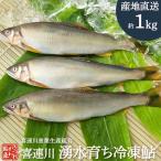 冷凍鮎 1kg 栃木県 喜連川 湧水育ち 鮎 塩焼き 小分け バーベキュー 焼き魚 川魚 ギフト 贈答品