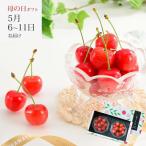 さくらんぼ 母の日さくらんぼ 佐藤錦 L 100g×2パック (清川屋の母の日 清川屋のサクランボ 温室そだち)