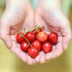 さくらんぼ 佐藤錦 秀選 L 200g×4パック おすそわけパック バラ詰め フードパック 山形県産 ギフト 高級 秀選佐藤錦 (清川屋のサクランボ)