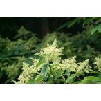 awabki( пена дуть ) саженец 20~50cm передний и задний (до и после) 