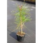  красный matsu( красный сосна ) саженец 30~50cm передний и задний (до и после) 