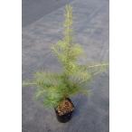 himala cocos nucifera -da саженец 30~80cm передний и задний (до и после) 