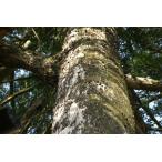 kayanoki(.. дерево ) саженец [ садовое дерево ][ игольчатое дерево ] 20~50cm передний и задний (до и после) 