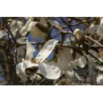  магнолия кобус (.) саженец 30~50cm передний и задний (до и после) 