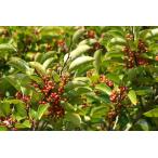  черный ganemochi( чёрный металлический .) саженец [ садовое дерево ] 20~50cm передний и задний (до и после) 