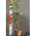 オオヤマザクラ苗木30〜50cm前後