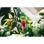 onigrumi(.. персик ) саженец 30~50cm передний и задний (до и после) 