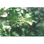  калина волосистожилковая саженец 30~50cm передний и задний (до и после) 