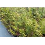 sawala( цветок Kashiwa ) саженец 30~50cm передний и задний (до и после) 