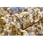 yama The kla( гора Sakura ) саженец 30~50cm передний и задний (до и после) 