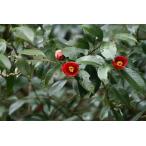 yab камелия (..) саженец [ садовое дерево ][ вечнозеленое дерево ] 25~50cm передний и задний (до и после) 