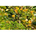 yamaurusi( гора лаковый ) саженец [ садовое дерево ] 20~50cm передний и задний (до и после) 