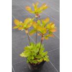 yama азалия ( гора ..) саженец 25~50cm передний и задний (до и после) 