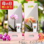 母の日 2025 花 プレゼント 鉢植え マイクロ 胡蝶蘭 & オーキッドビューティ ハンドクリーム セット 退職祝い 女性 60代 生花 鉢花 ギフト