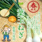  лист шар лук порей культивирование период средний пестициды не использование 1 пачка 