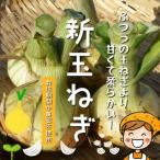  новый шар лук порей ( новый лук репчатый ) культивирование период средний пестициды не использование примерно 600g