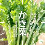 [*3 пакет и больше . покупка жители 1 пакет . совместно пакет .. сделаем случается ]... культивирование период средний пестициды не использование * химия удобрение не использование Saitama префектура производство 1 пачка примерно 150g