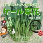 ケール菜花 栽培期間中農薬不使用 約120g