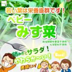  baby ...( baby мизуна ) * пестициды . химия удобрение. используя не Saitama префектура производство 1 пакет примерно 50g