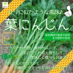  лист морковь культивирование период средний пестициды не использование * химия удобрение не использование Saitama префектура производство 1 пакет примерно 10g(* корень . немного значительно становится было использовано тоже есть )