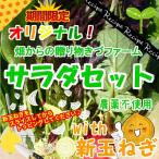 畑からの贈り物きづファームオリジナルサラダセットwith新玉ねぎ 栽培期間中農薬不使用 1袋♪ ※葉の根元の茎の部分は切ってある場合があります