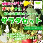畑からの贈り物きづファームオリジナルサラダセット 栽培期間中化学農薬不使用 約200g♪ ※葉の根元の茎の部分は切ってある場合があります