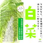  китайская капуста * химия пестициды . химия удобрение. использование не делаем Saitama префектура производство 1/2 cut * меньше. размер будет 