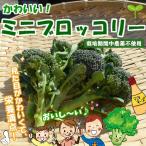  Mini брокколи культивирование период средний пестициды не использование * химия удобрение не использование примерно 150g