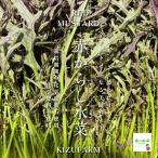  красный горчица Karashi мизуна * химия пестициды . химия удобрение. использование не делаем 1 пачка примерно 100g
