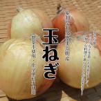 [ жара . время. обычная температура рейс рассылка OK!] префектура Аичи . много уезд прекрасный . блок производство лук репчатый пестициды не использование * химия удобрение не использование примерно 500g