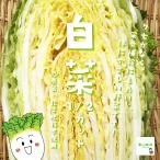  китайская капуста низкий пестициды * химия удобрение не использование 1/2 cut Saitama префектура производство * насекомое. проверка . удаление поэтому, лист . число листов ... мойка делать из отгрузка . делать поэтому, немного немного становится.