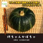 [ жара . время. обычная температура рейс рассылка OK!]. Chan тыква . пестициды * химия удобрение не использование Saitama префектура производство 1 шт 