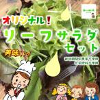 【※3袋以上ご購入の方は１袋にまとめて袋詰めさせていただく場合があります】畑からの贈り物きづファームオリジナルリーフサラダセット　１袋約７０g