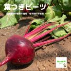 葉つきビーツ　栽培期間中農薬不使用・化学肥料不使用　埼玉県産　１個もしくは小さいのは２〜３個