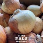  Yamaguchi префектура производство новый шар лук порей нет пестициды * нет химия удобрение примерно 500g(M~L размер )NewOnion(No pesticides No chemical fertilizer)