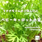 [ доставка отдельно ]* пестициды . химия удобрение. используя не baby Carrot. лист ( Mini морковь. лист ) примерно 20g