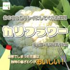 Yahoo! Yahoo!ショッピング(ヤフー ショッピング)カリフラワー　低農薬・化学肥料不使用　１個